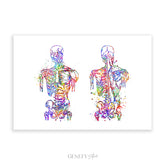 Muscular System Anatomy Watercolour Print - Genefy Art