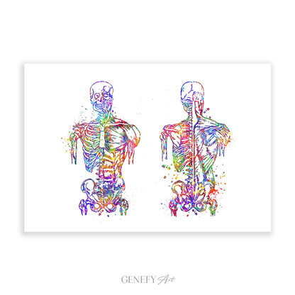 Muscular System Anatomy Watercolour Print - Genefy Art