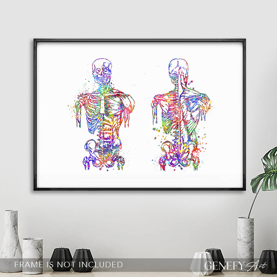 Muscular System Anatomy Watercolour Print - Genefy Art