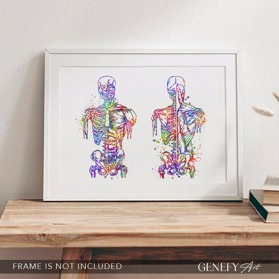 Muscular System Anatomy Watercolour Print - Genefy Art