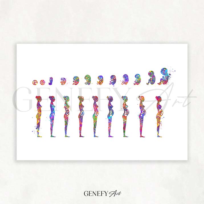 Pregnancy Stages Watercolour Art Print