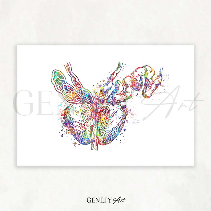 Prostate Anatomy Watercolour Art Print