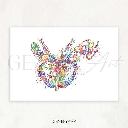Prostate Anatomy Watercolour Art Print
