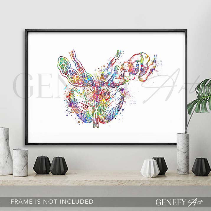 Prostate Anatomy Watercolour Art Print