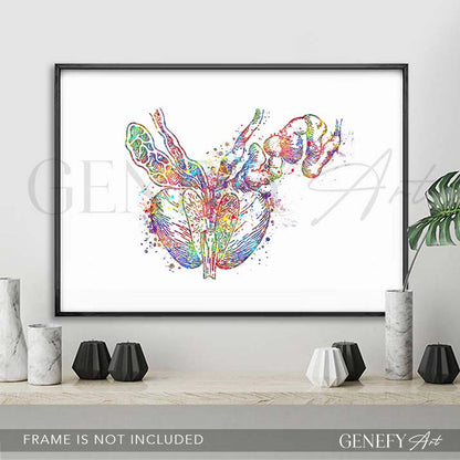 Prostate Anatomy Watercolour Art Print