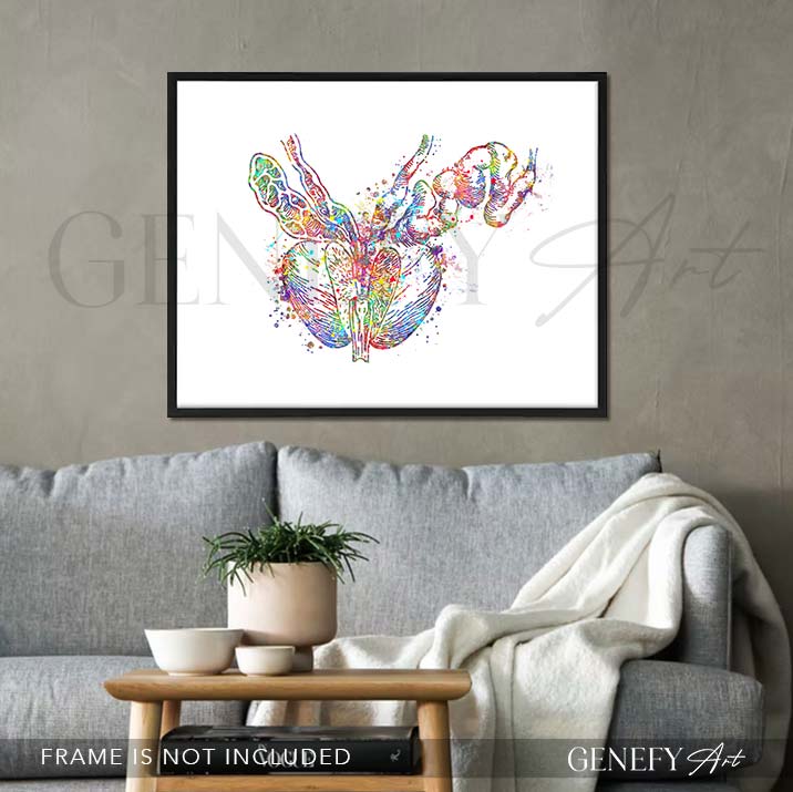 Prostate Anatomy Watercolour Art Print