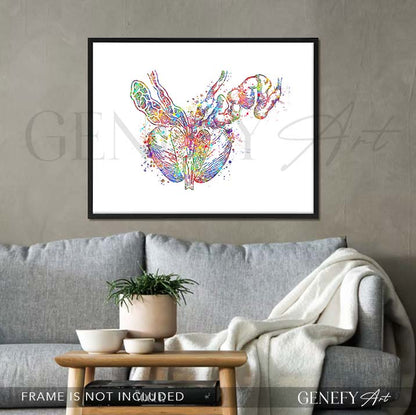 Prostate Anatomy Watercolour Art Print