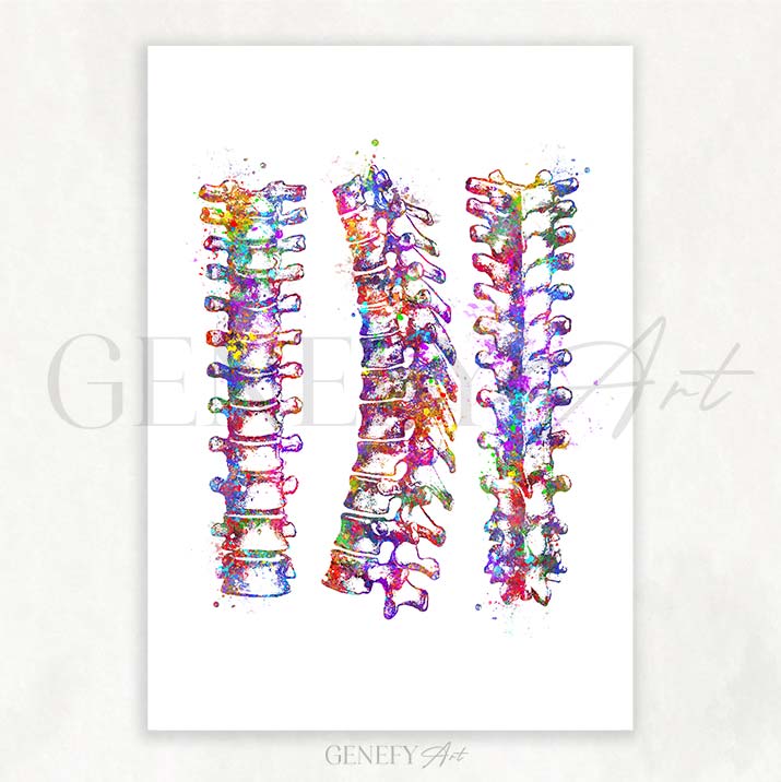 Vertebral Column Art