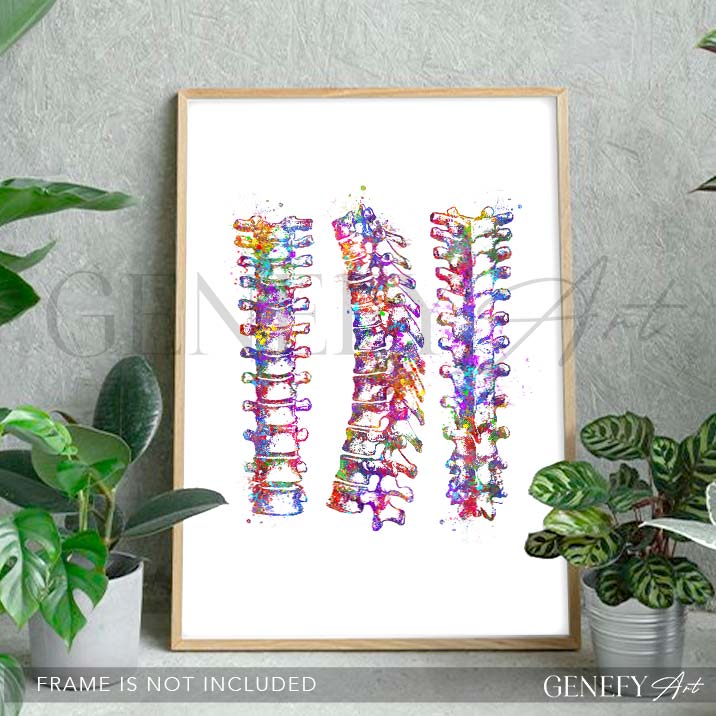 Vertebral Column Art