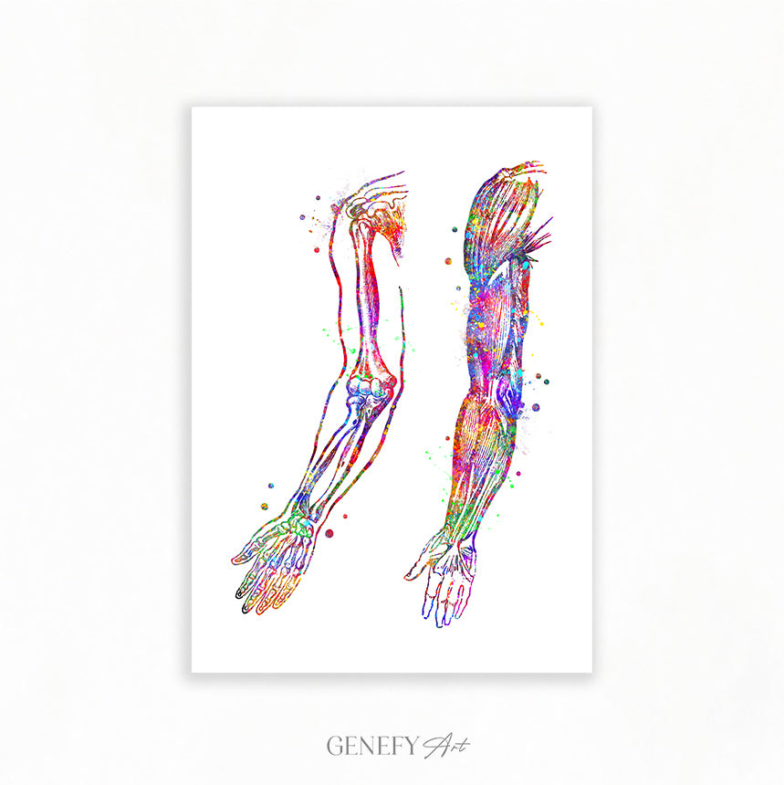Arm Bones and Muscles Anatomy Watercolour Print