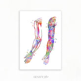 Arm Bones and Muscles Anatomy Watercolour Print
