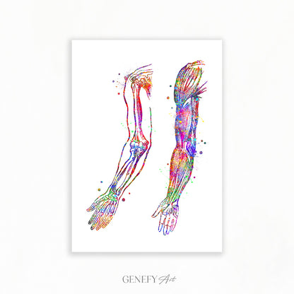 Arm Bones and Muscles Anatomy Watercolour Print