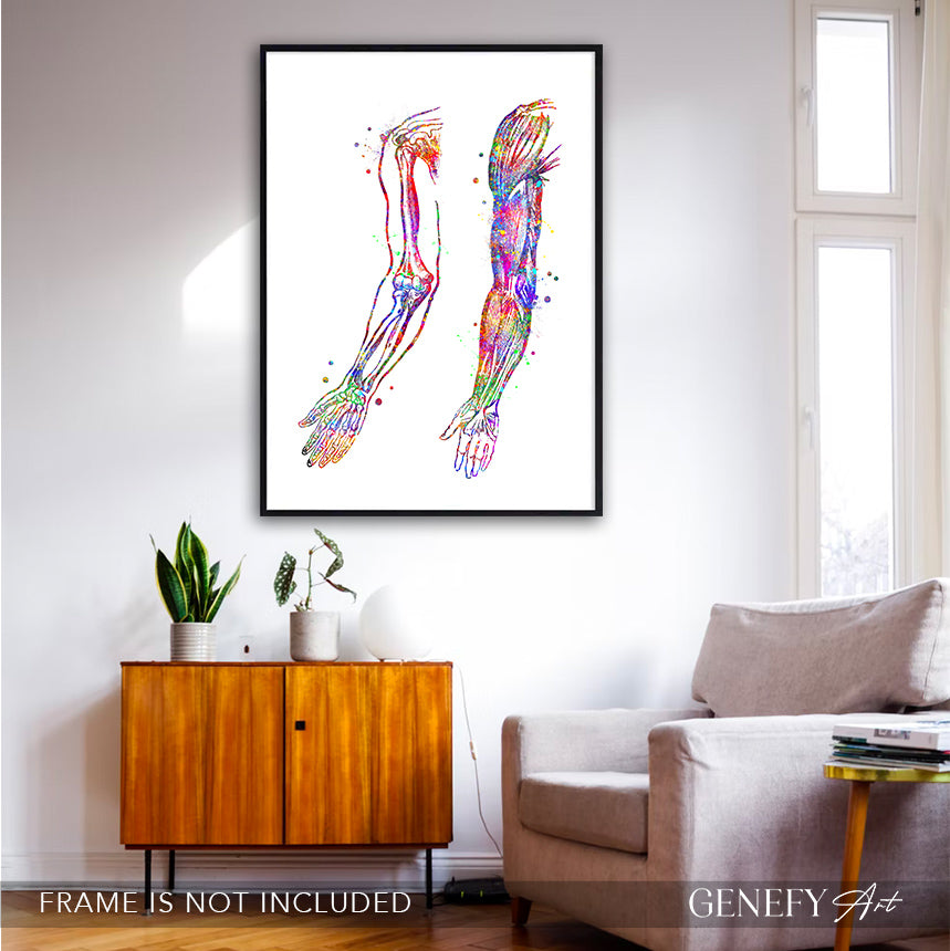 Arm Bones and Muscles Anatomy Watercolour Print