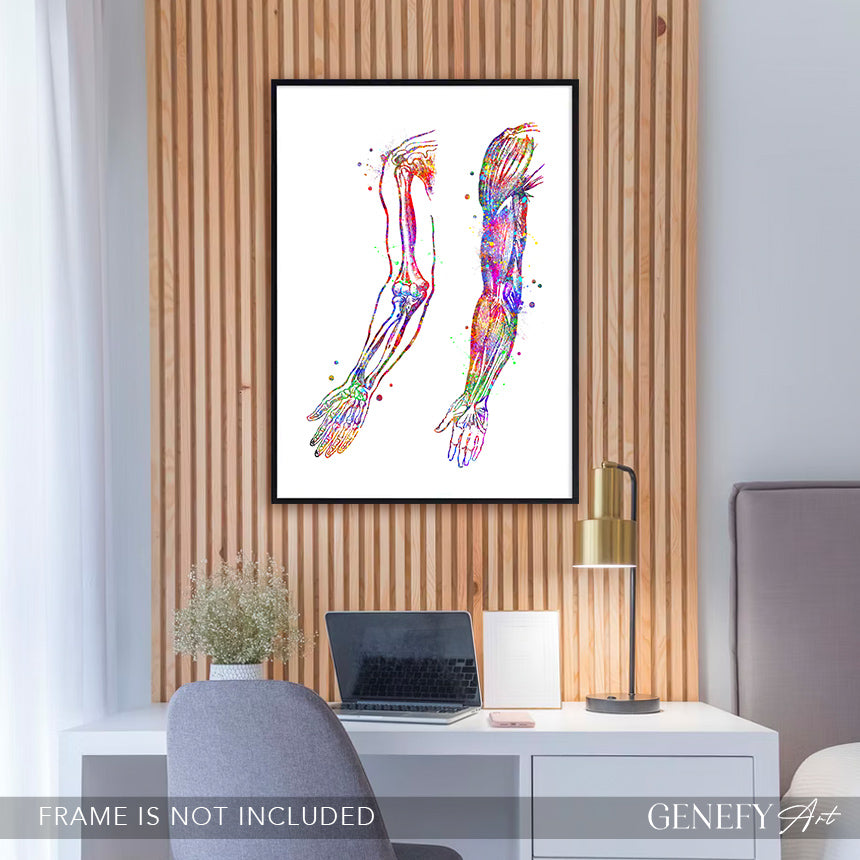 Arm Bones and Muscles Anatomy Watercolour Print