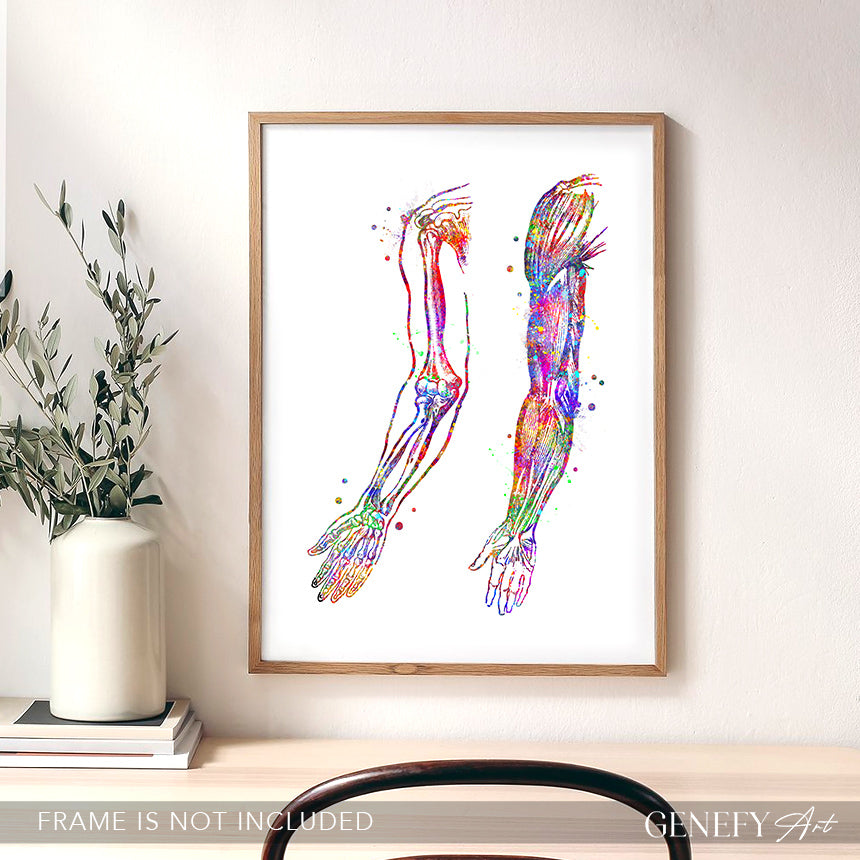 Arm Bones and Muscles Anatomy Watercolour Print