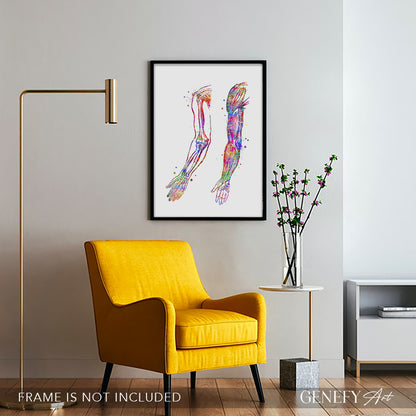 Arm Bones and Muscles Anatomy Watercolour Print