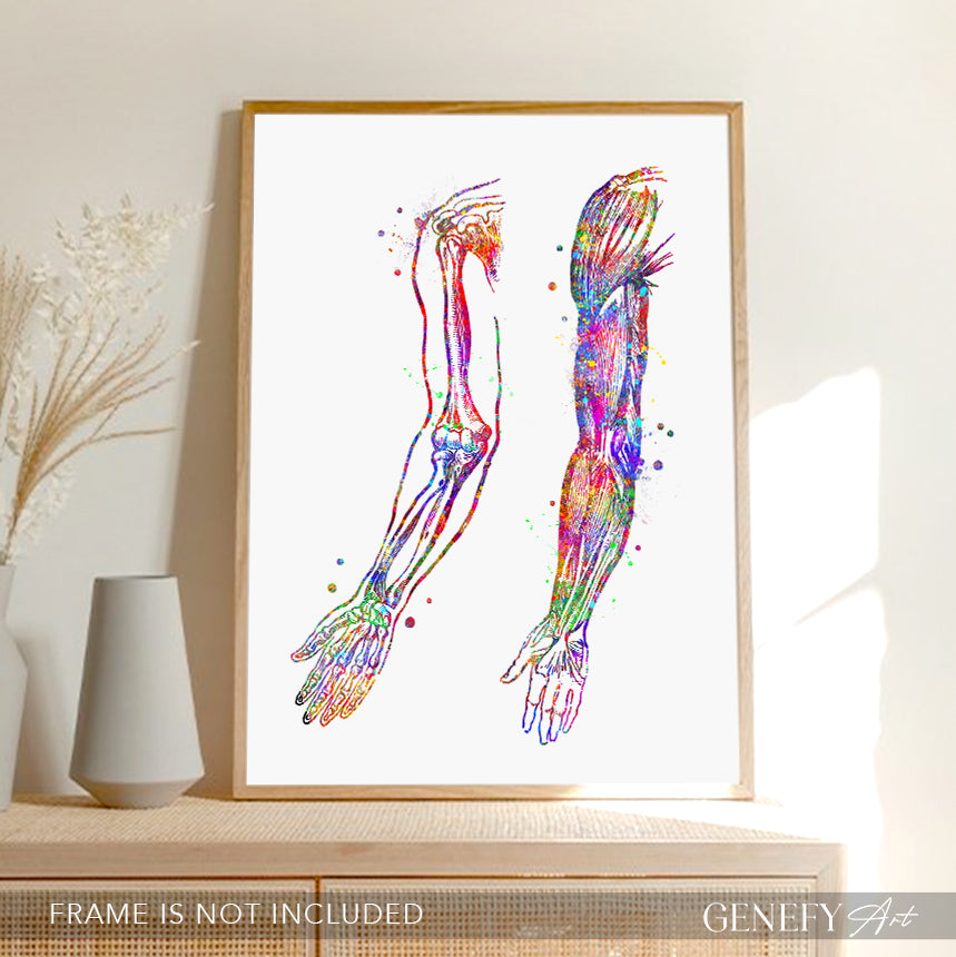 Arm Bones and Muscles Anatomy Watercolour Print