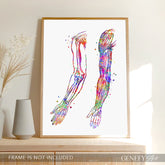 Arm Bones and Muscles Anatomy Watercolour Print