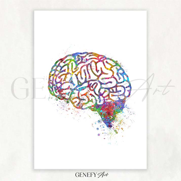 Brain Anatomy Watercolour Art PrintX