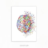 Brain Anatomy Watercolour Art Print - Genefy Art