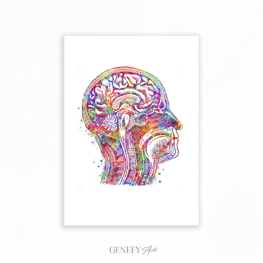 Brain Anatomy Watercolour Art Print