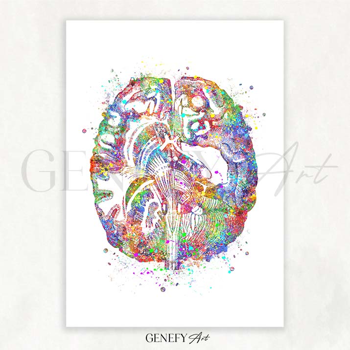 Brain Anatomy Watercolour Art Print