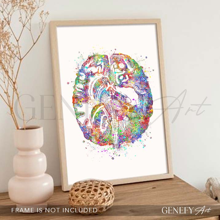 Brain Anatomy Watercolour Art Print