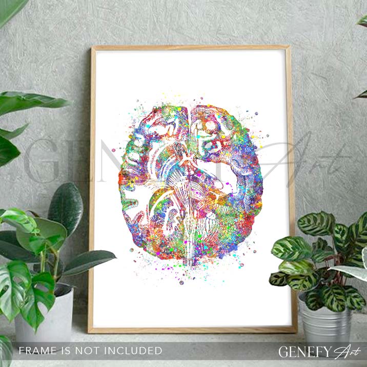 Brain Anatomy Watercolour Art Print