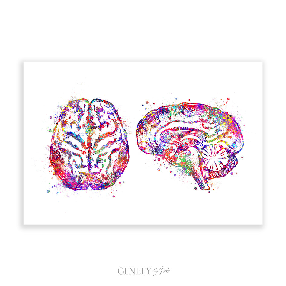 Brain Cross Section Anatomy Watercolour Art Print