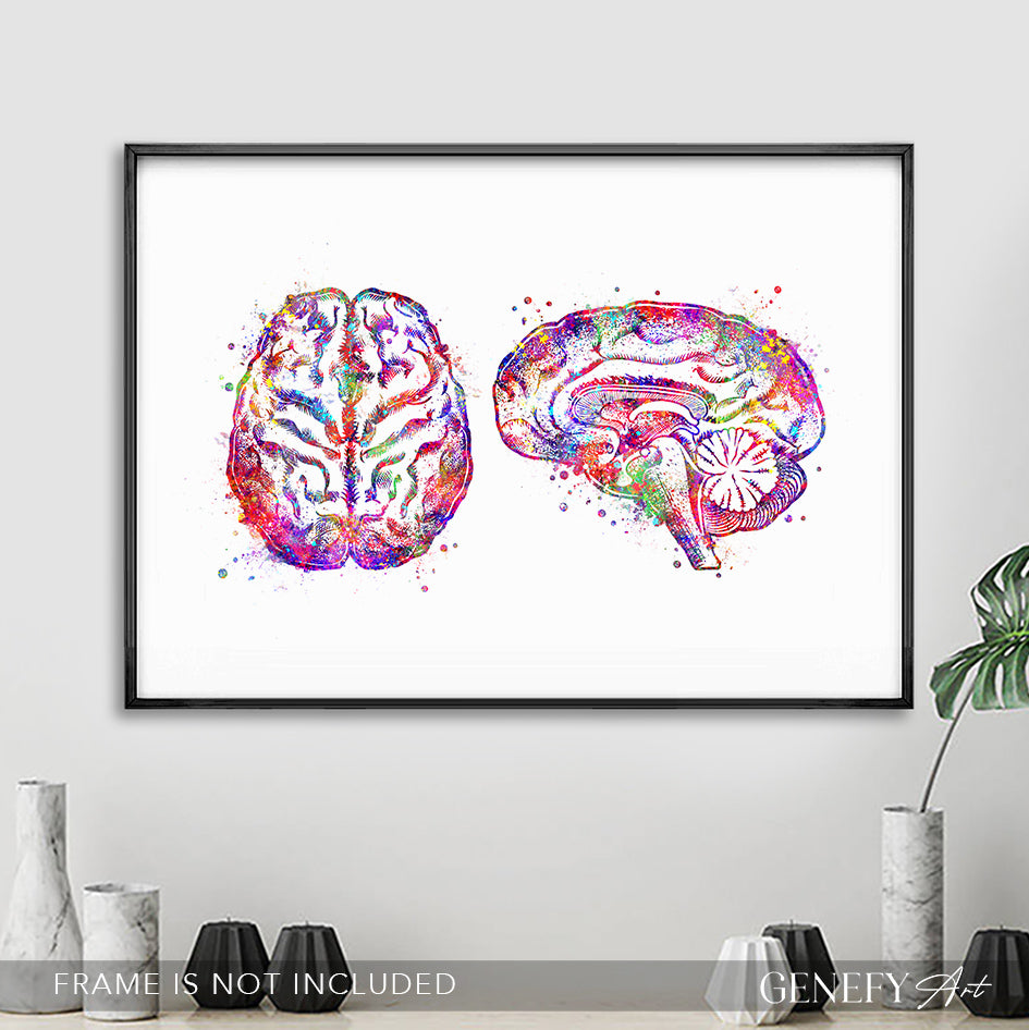 Brain Cross Section Anatomy Watercolour Art Print
