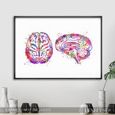 Brain Cross Section Anatomy Watercolour Art Print