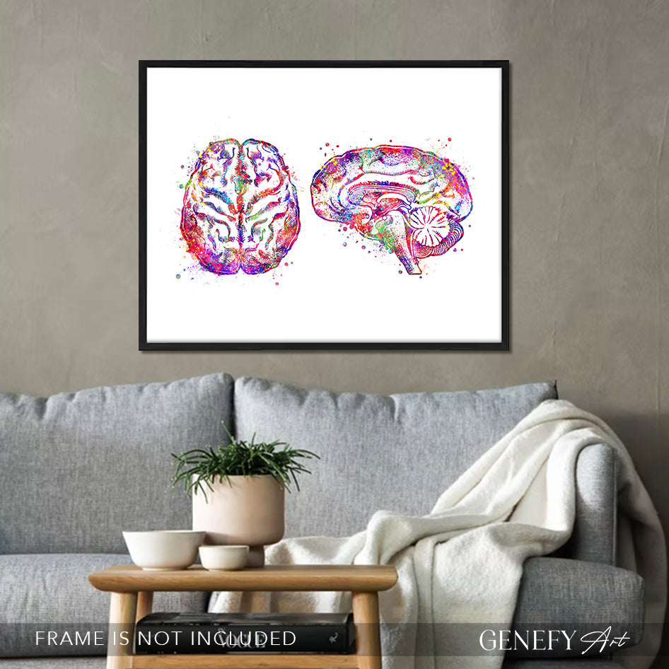 Brain Cross Section Anatomy Watercolour Art Print