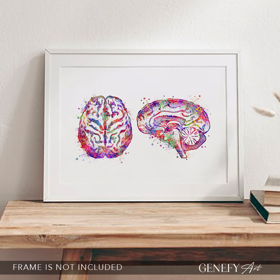 Brain Cross Section Anatomy Watercolour Art Print