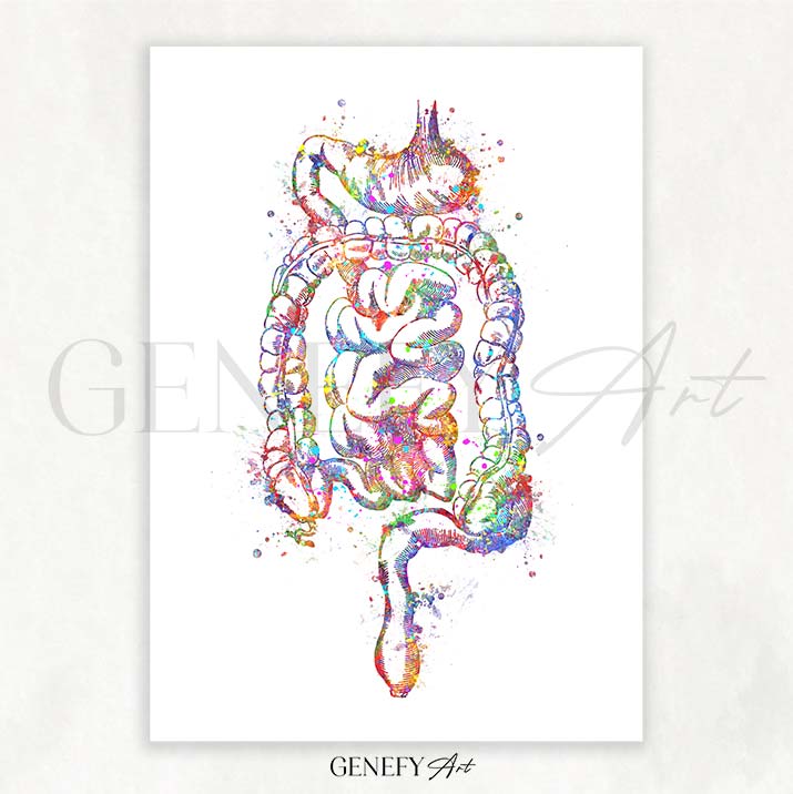 Digestive Tract Anatomy Watercolour Print
