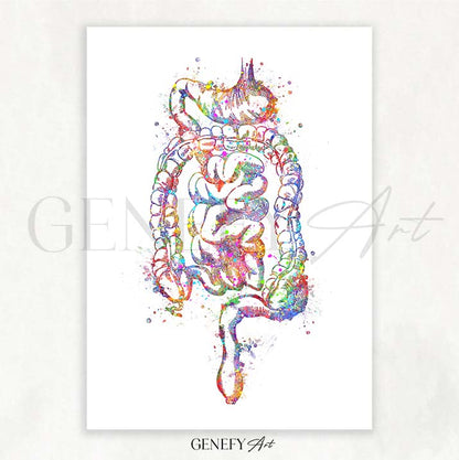 Digestive Tract Anatomy Watercolour Print