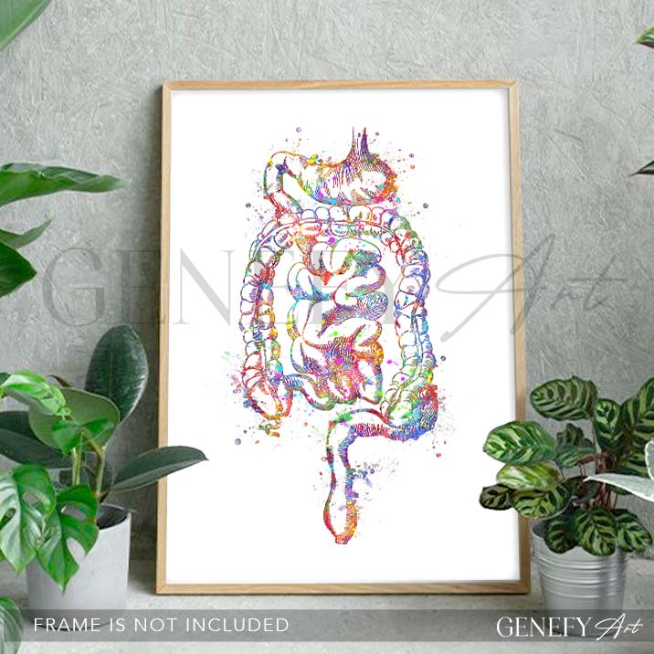 Digestive Tract Anatomy Watercolour Print