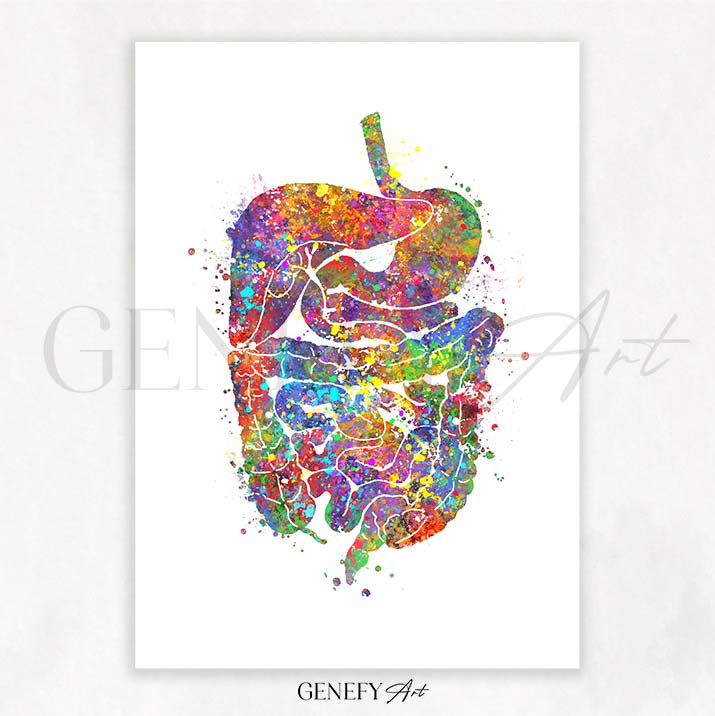 Digestive Tract Anatomy Watercolour Print