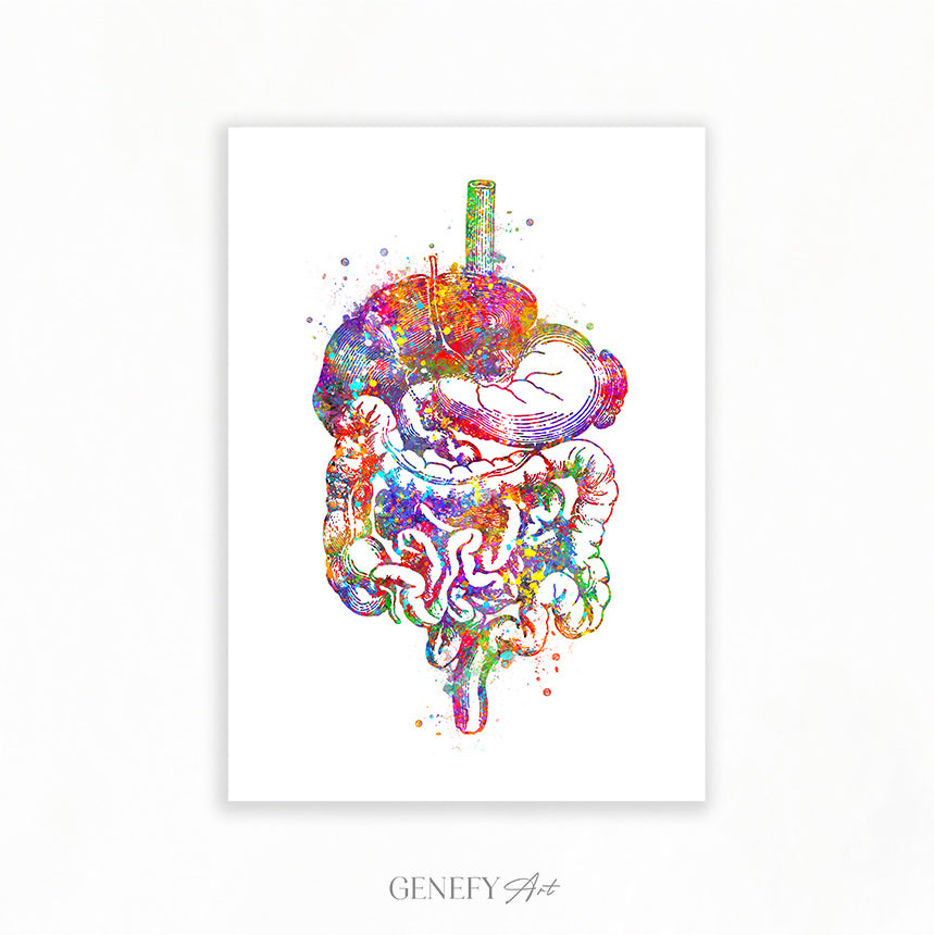 Digestive Tract Anatomy Watercolour Print