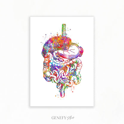 Digestive Tract Anatomy Watercolour Print