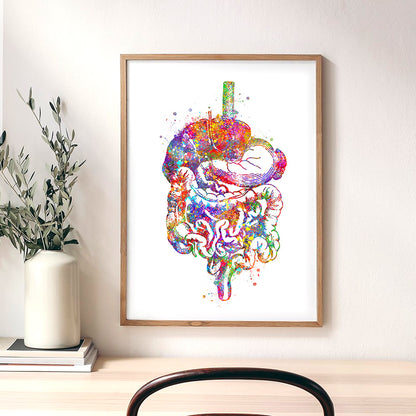 Digestive Tract Anatomy Watercolour Print