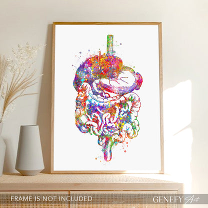 Digestive Tract Anatomy Watercolour Print