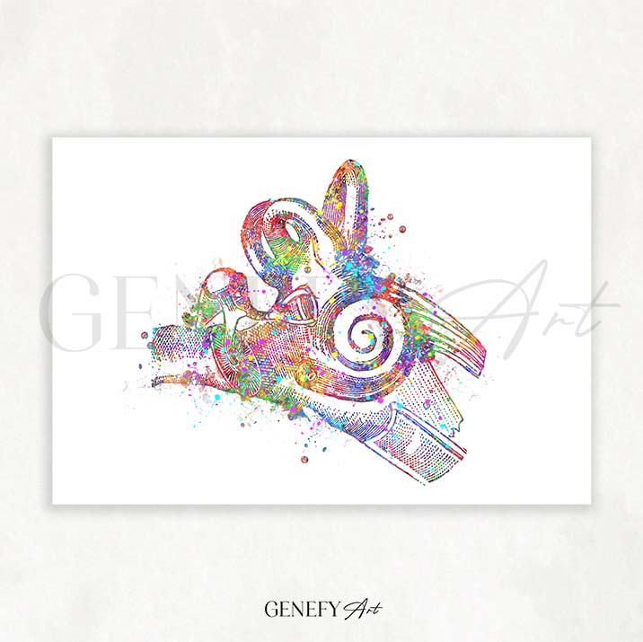 Ear Anatomy Watercolour Print