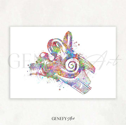 Ear Anatomy Watercolour Print