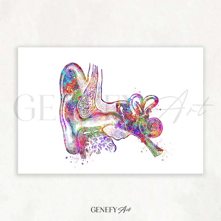 Ear Anatomy Watercolour Print