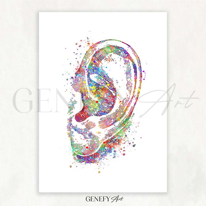 Ear Anatomy Watercolour Print