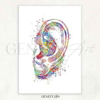 Ear Anatomy Watercolour Print