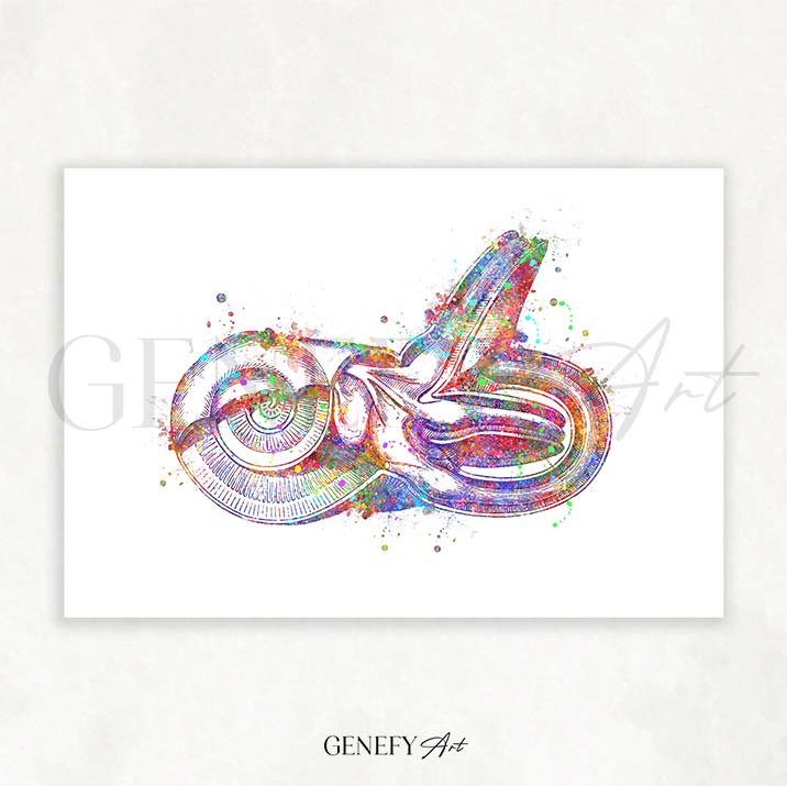 Ear Anatomy Watercolour Print
