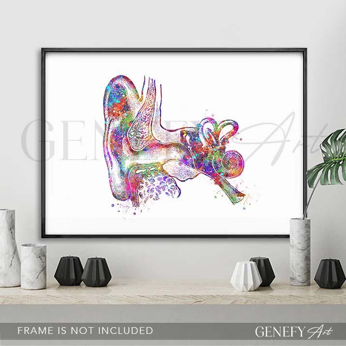 Ear Anatomy Watercolour Print