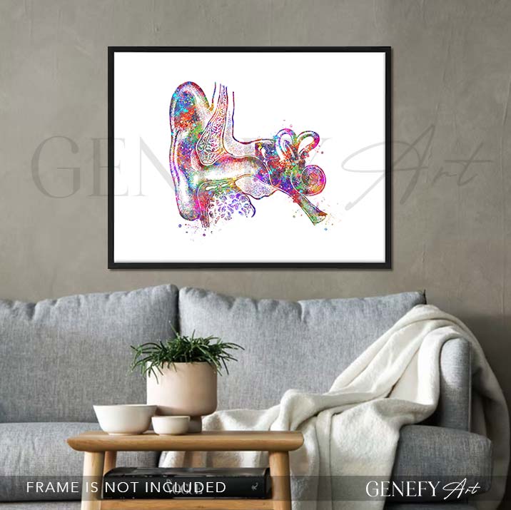 Ear Anatomy Watercolour Print