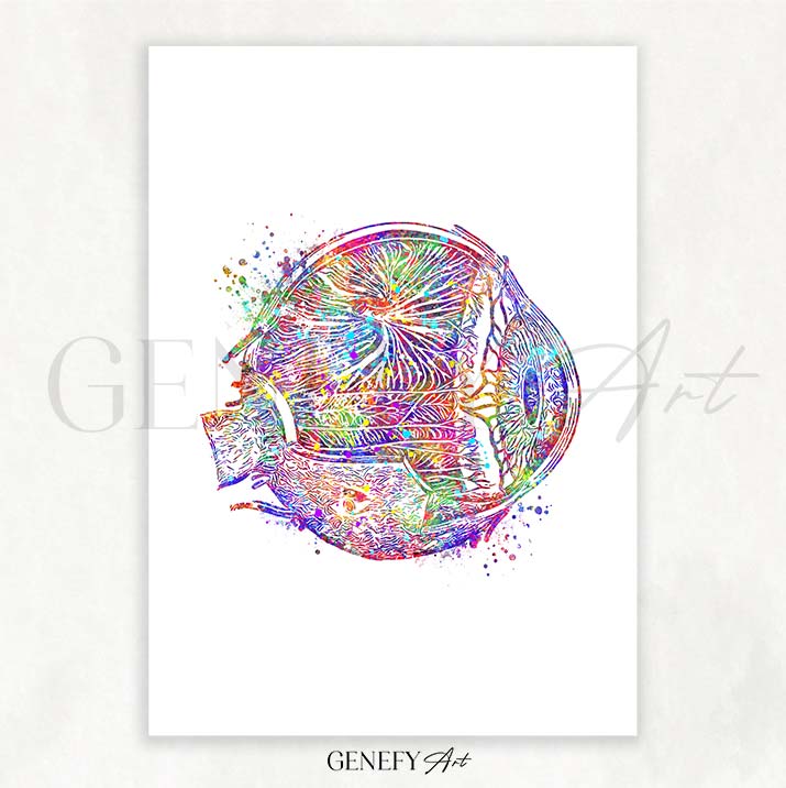 Eye Anatomy Watercolour Print